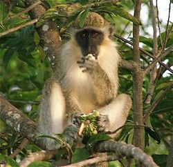 Barbados _Attractions_sightseeing_monkey