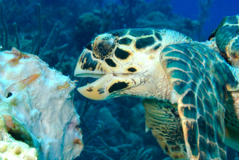 cayman-diving-green-turtle-eating