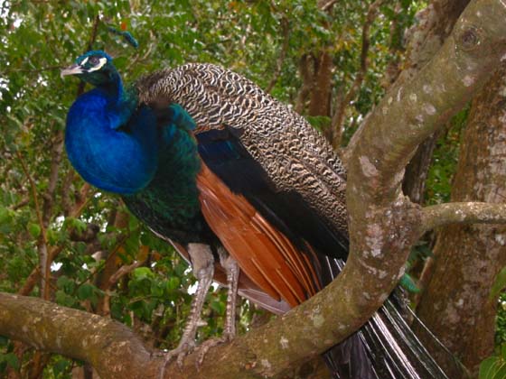 Barbados _Splendor _and _Wildlife _Peacock