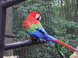 Barbados_ wildlife_parrot